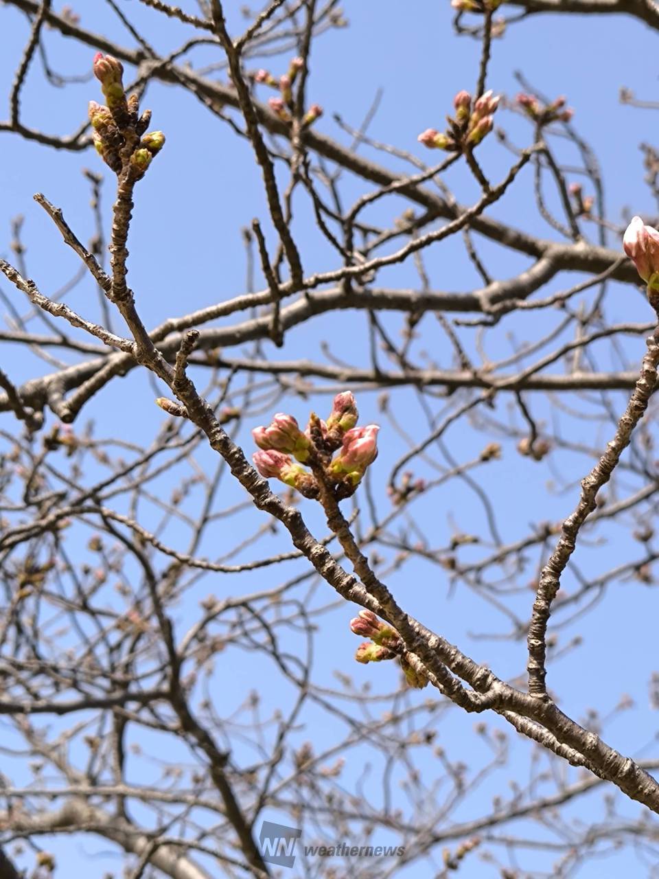 桜のつぼみの様子は？ 注目の空の写真 ウェザーニュース