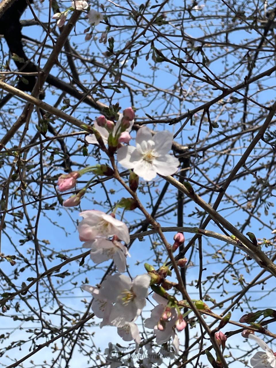 桜のつぼみの様子は？ 注目の空の写真 ウェザーニュース