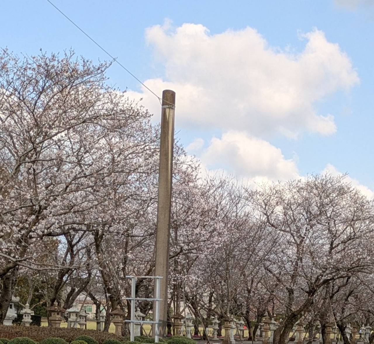 昨日、今日で結構咲...