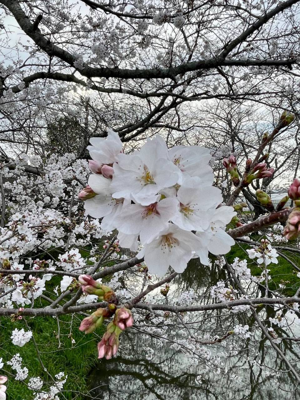 木屋川左右の岸に５...