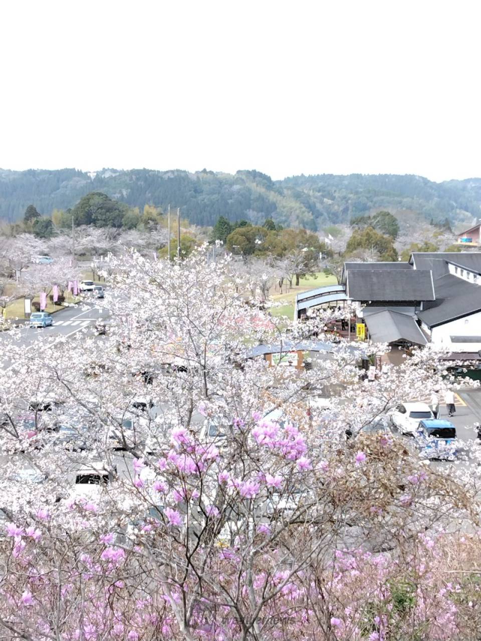 桜が満開間近です...