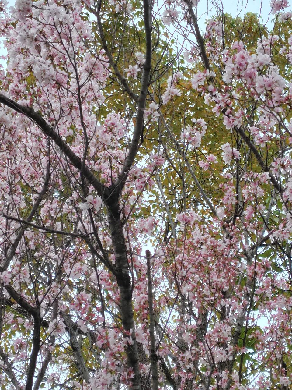 こんにちは 山桜は染井吉野より ピンク色 | 東京都江戸川区 | こんくみ