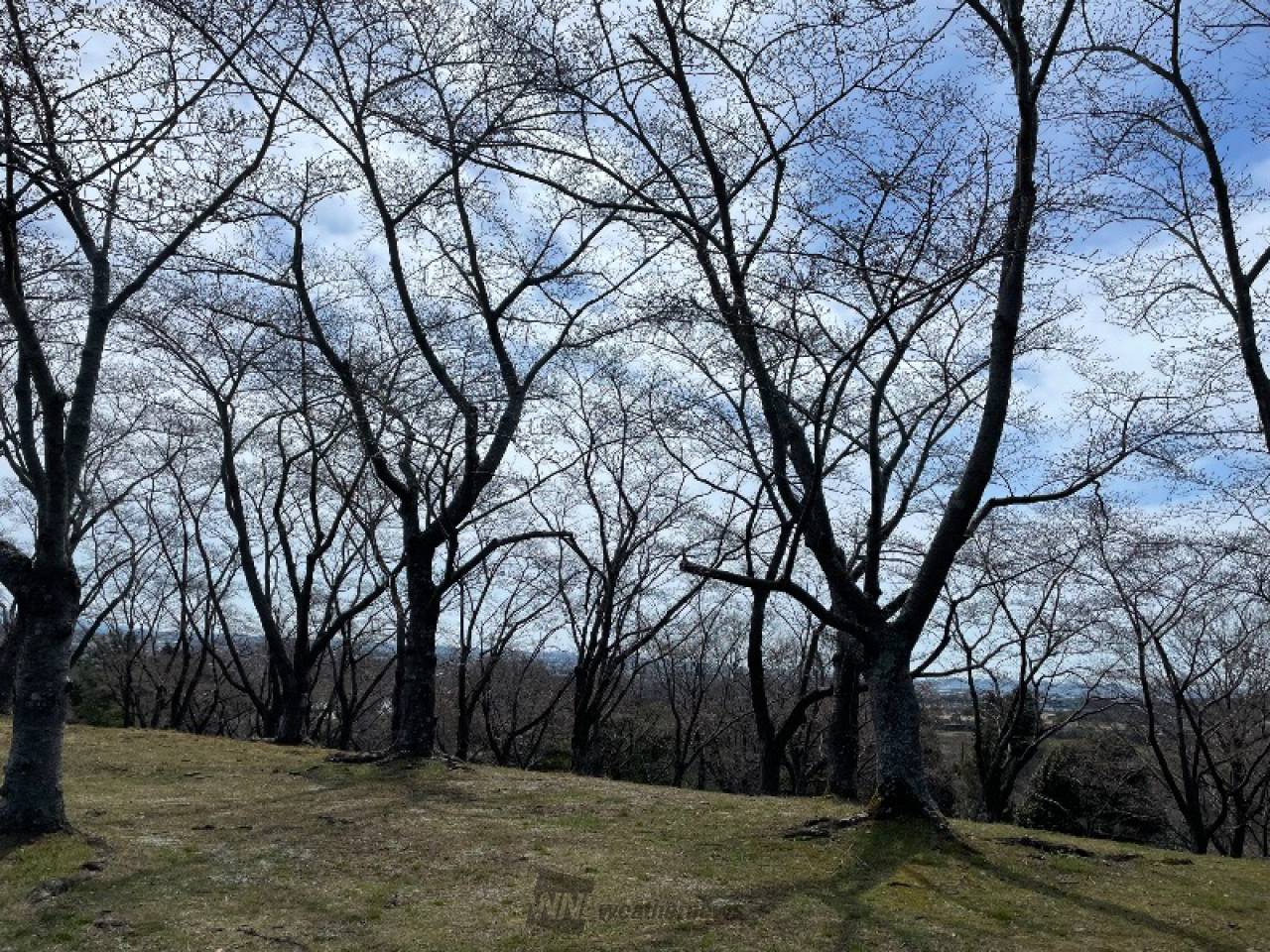 朝のつぼみが昼には...
