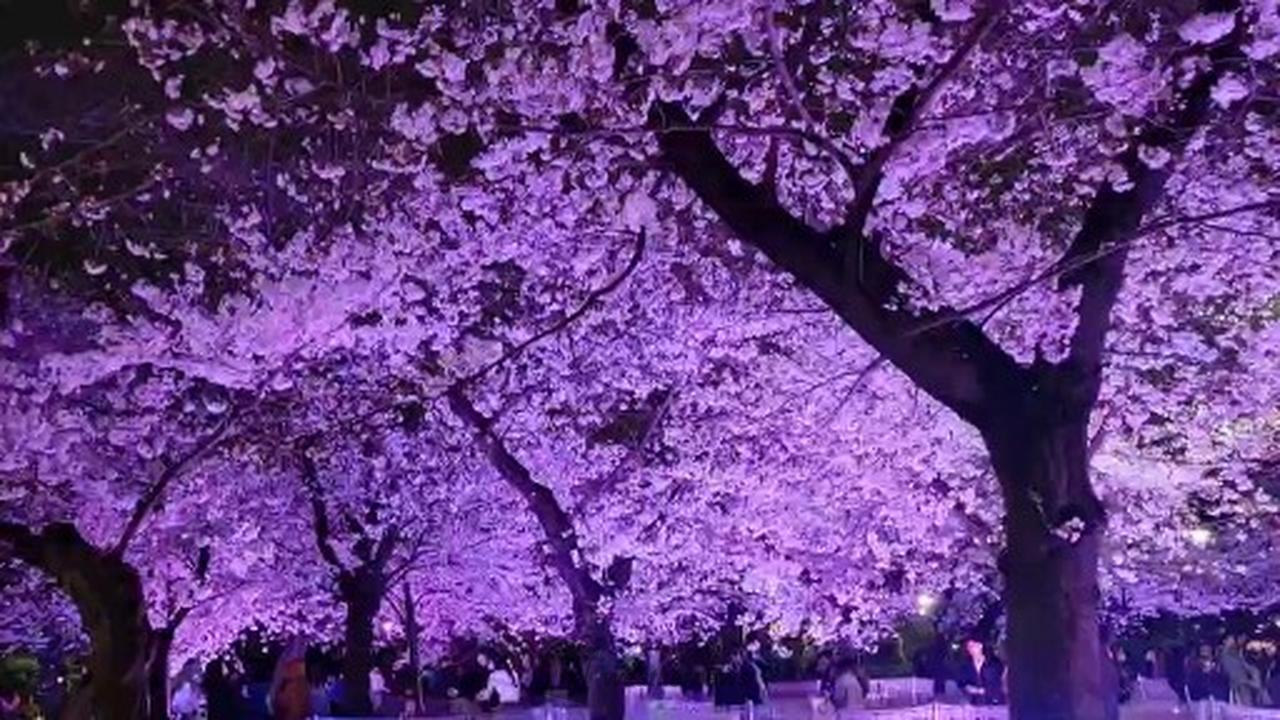 桜の絶景写真館 注目の空の写真 ウェザーニュース
