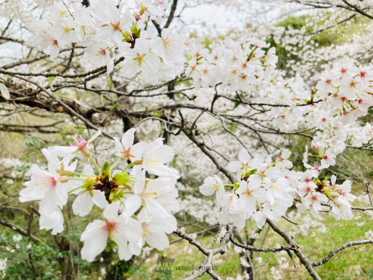 公園のあちこちに咲...