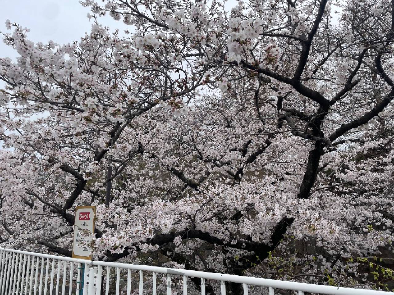 阪急王子公園駅から、北西に延びる川沿いで | 兵庫県神戸市灘区 | 兵庫 