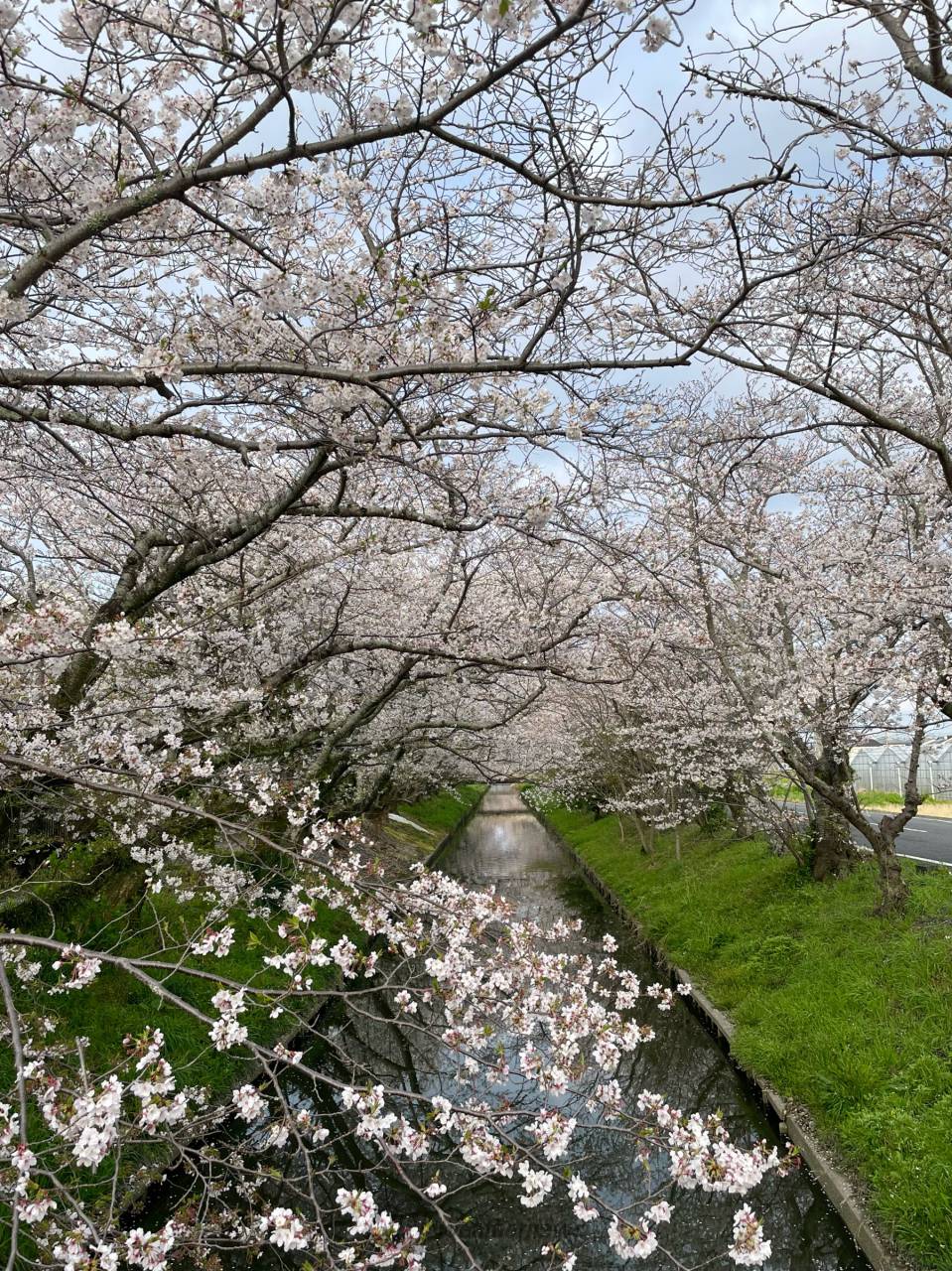 満開です🌸