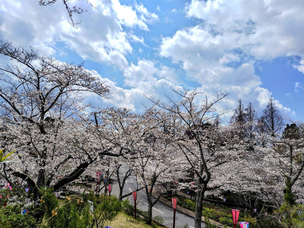 満開🌸