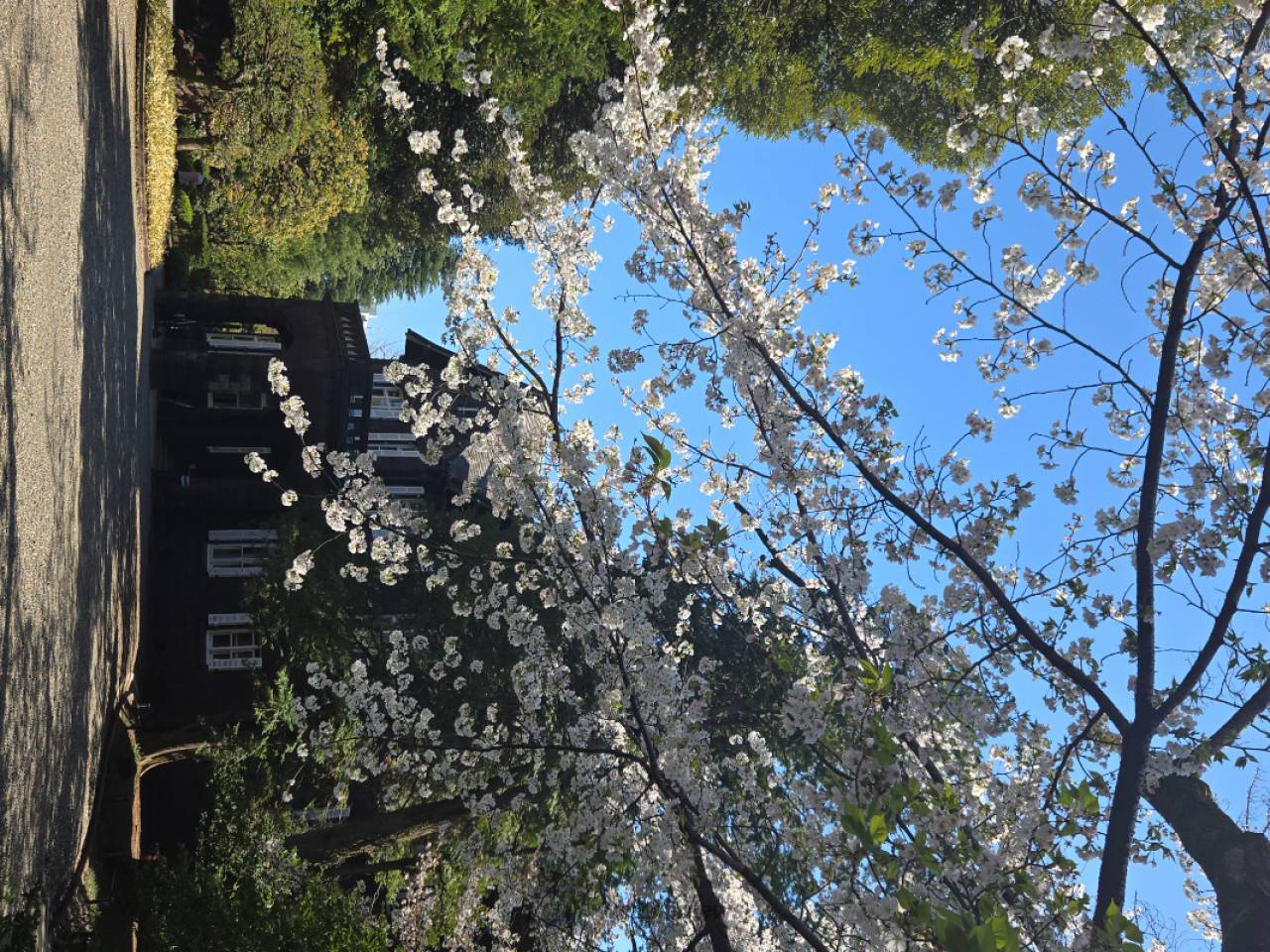 満開ですが風が吹い...