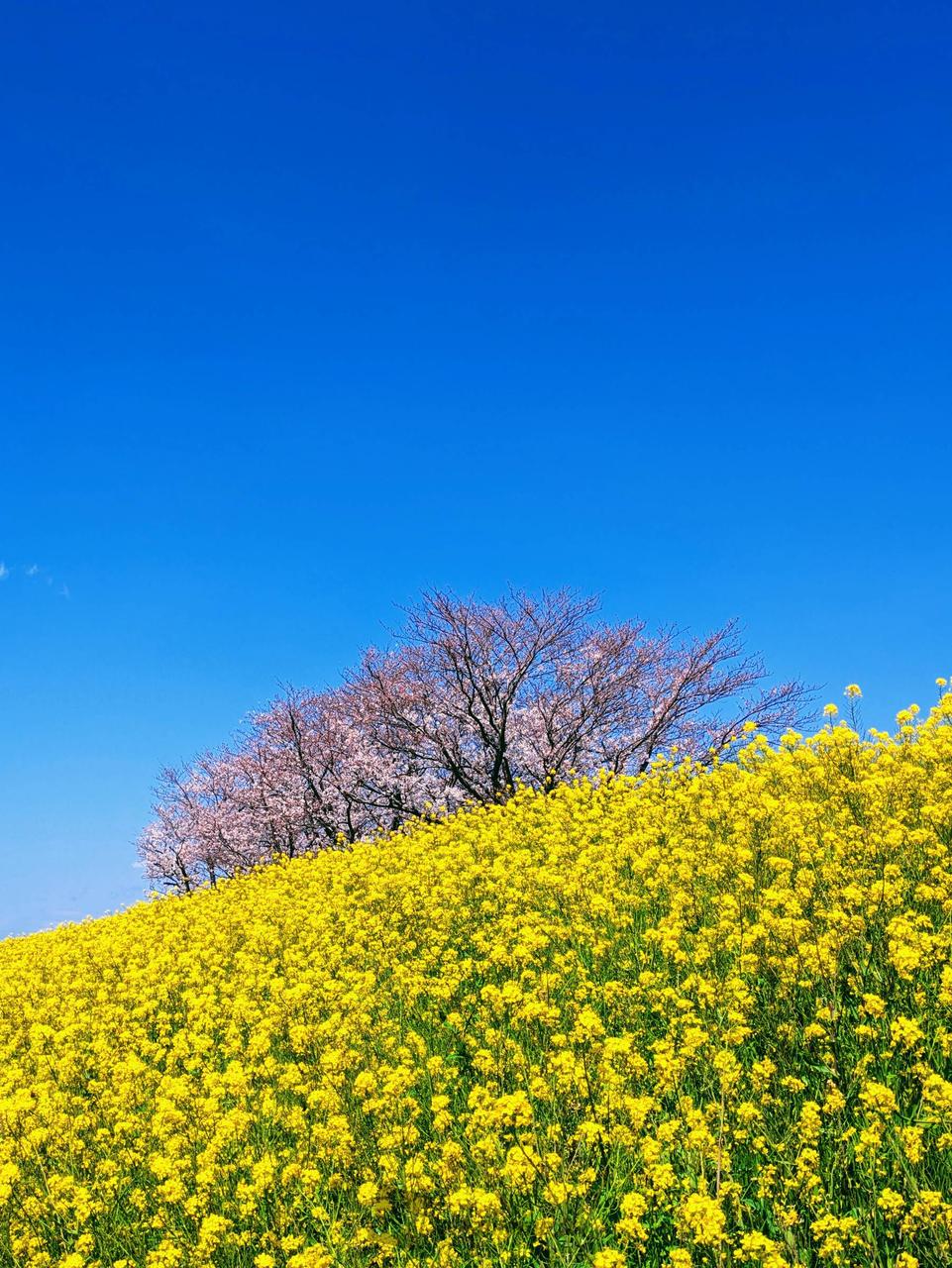 まだ５分咲きにもな...