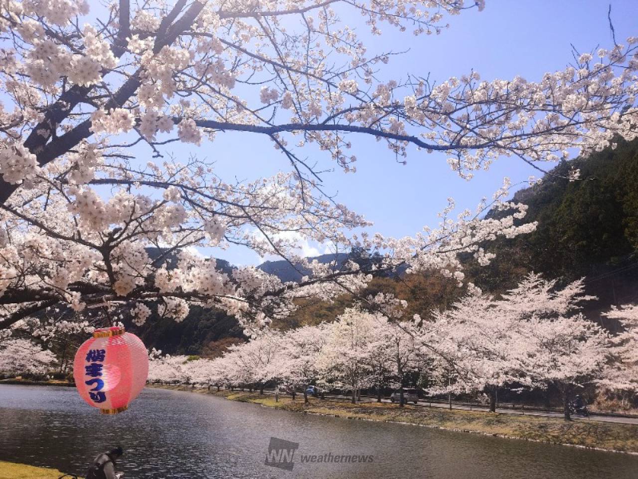 4/3で満開でした...