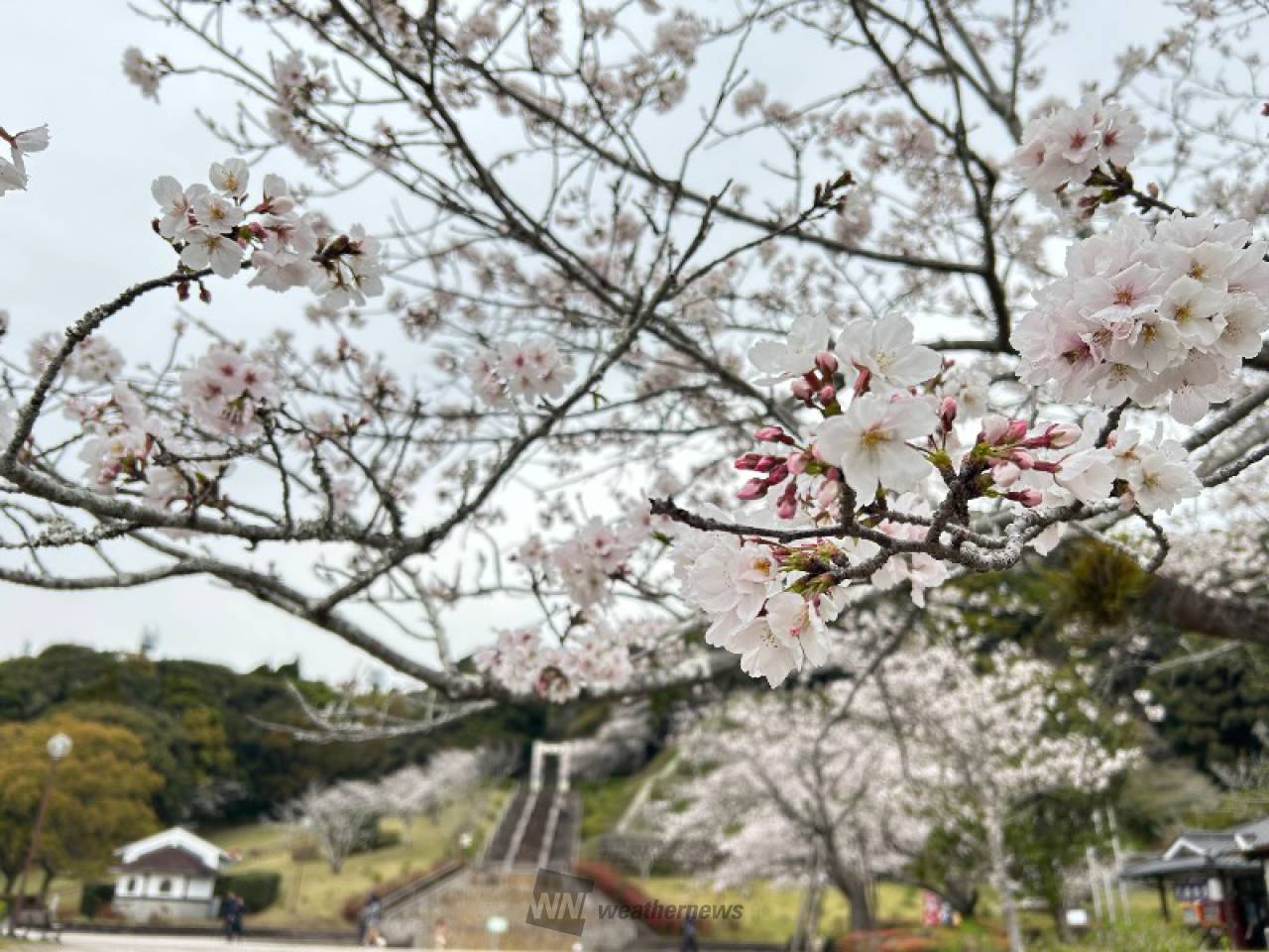 曇り空ですが、公園...