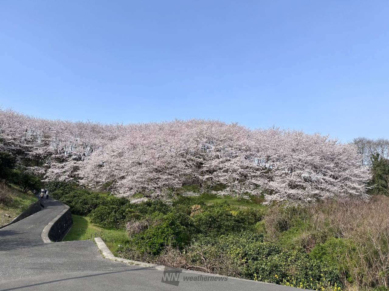 上の方はだいぶ見頃...