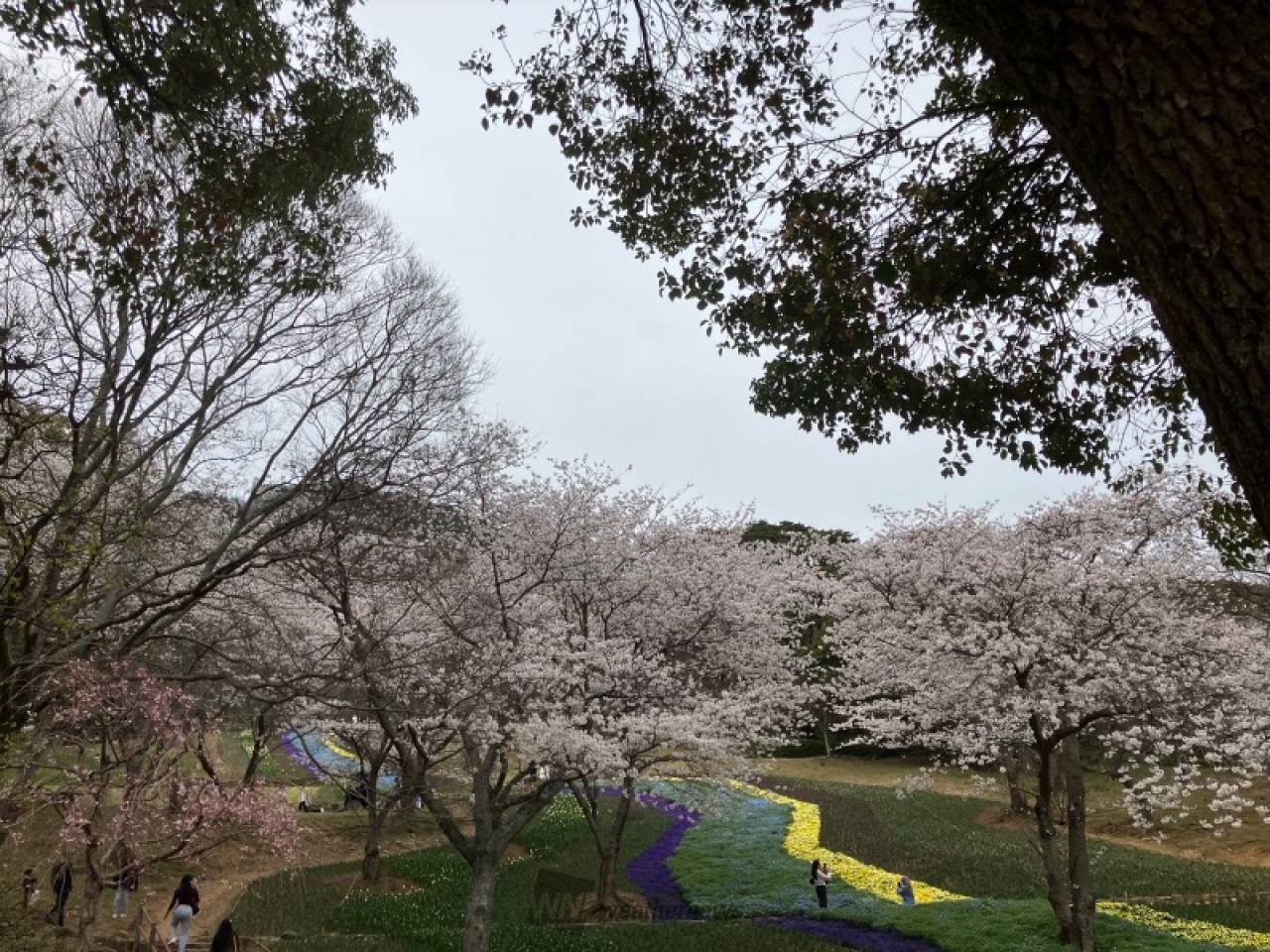 公園全体が桜で包ま...