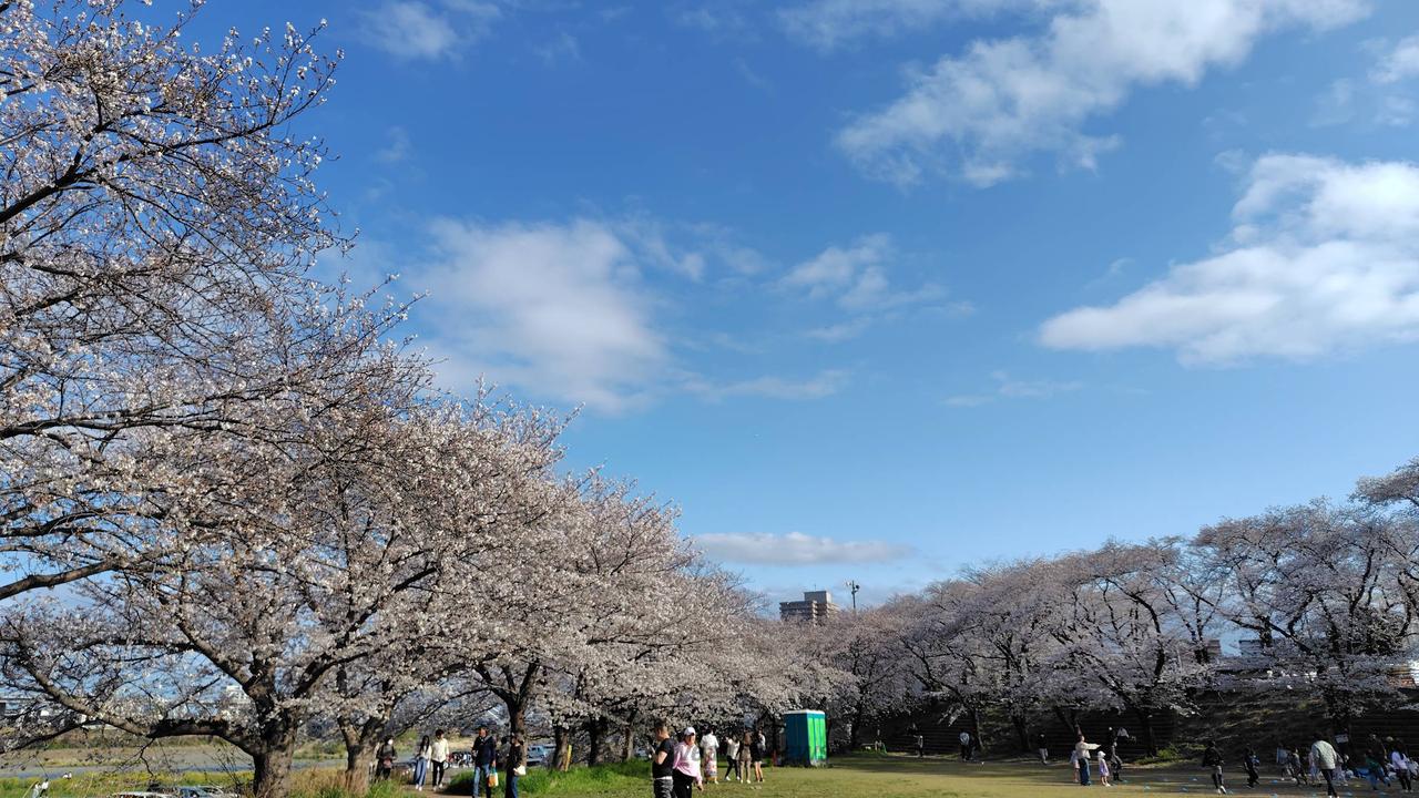 厚木球場付近の桜...