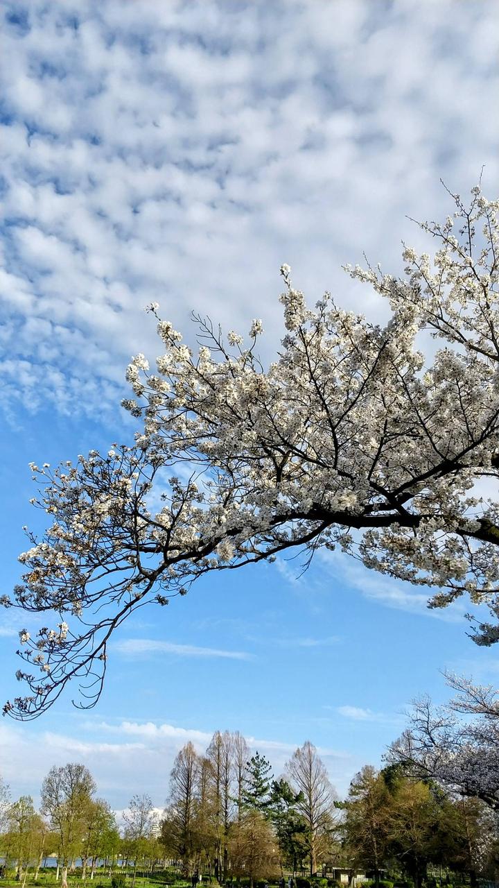 水元公園のさくら🌸