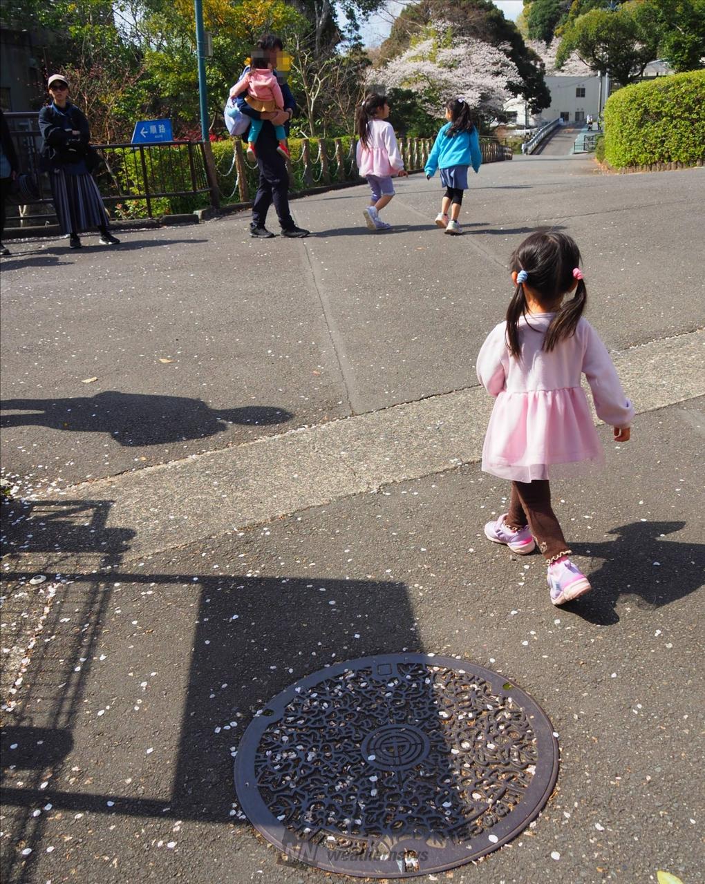 マンホールに散り桜...