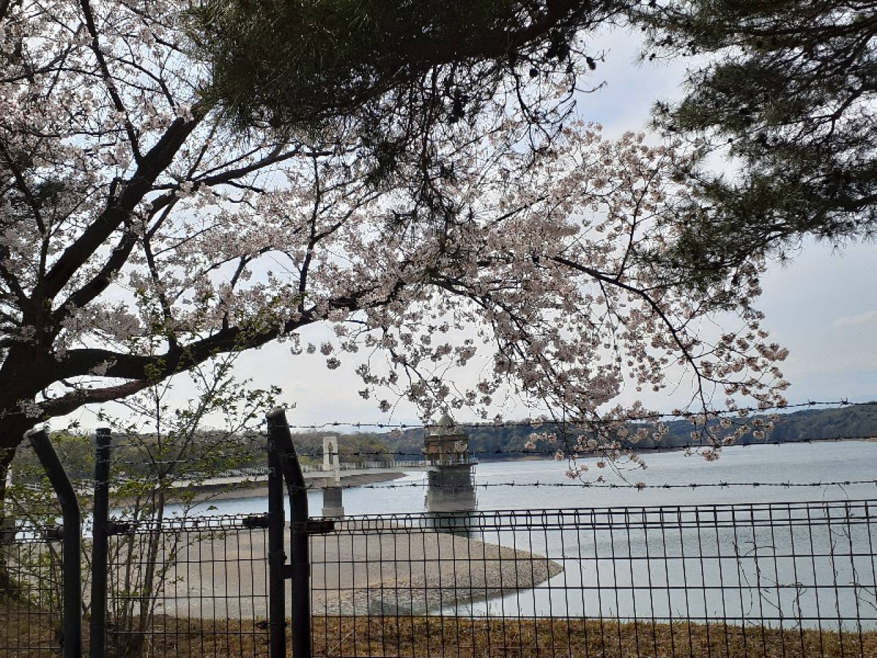晴れていれば、西の...