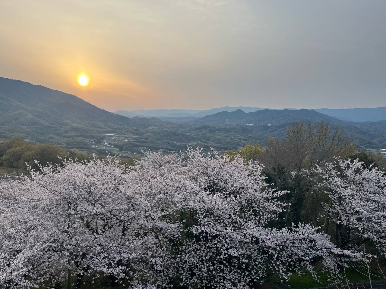 朝日に浮かぶ桜