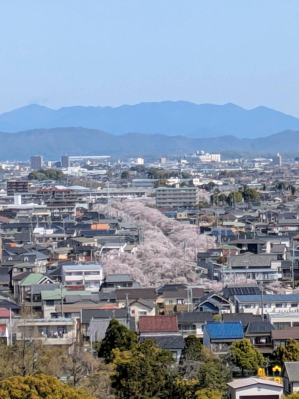 桜並木。花びらはだいぶ散っていますが、桜 | 愛知県岩倉市 | 天才と