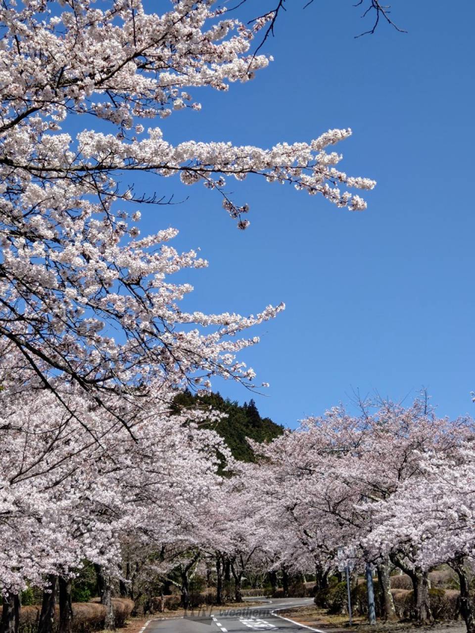 桜山公園周辺のソメ...