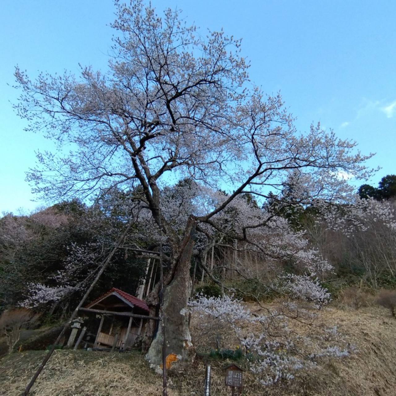 醍醐桜からもう少し...