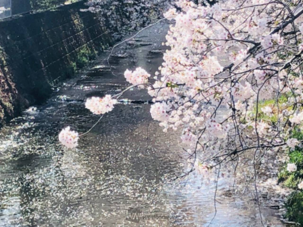 恩田川の桜吹雪❤️