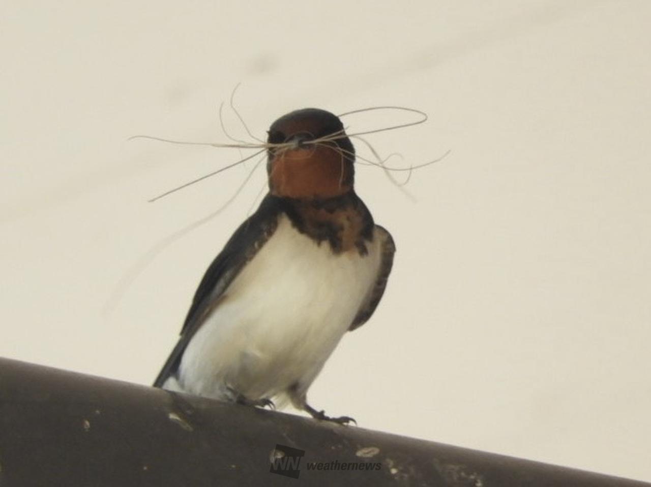 帰ってきたツバメちゃん 注目の空の写真 ウェザーニュース