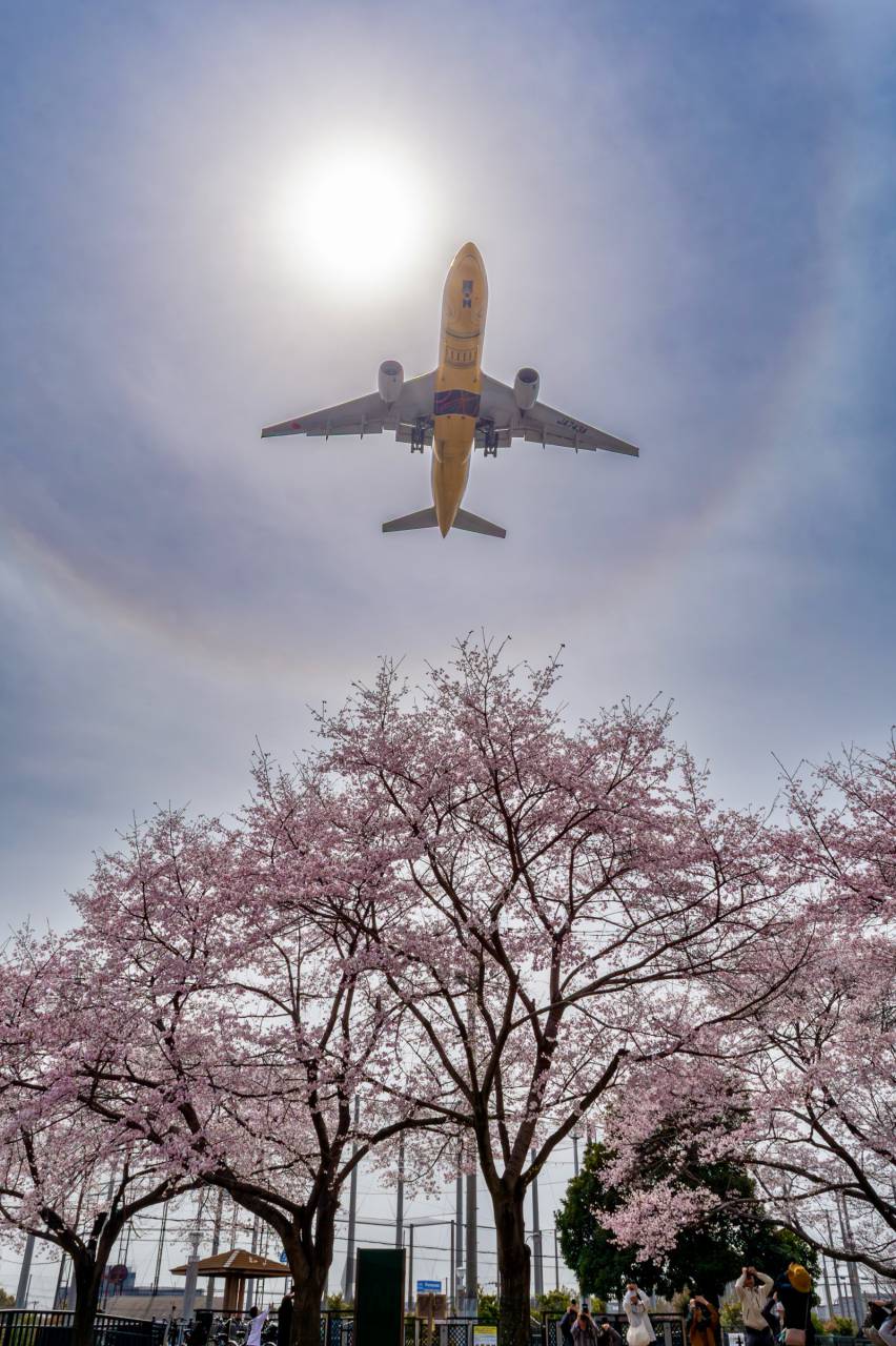 桜とヒコーキとハロ...