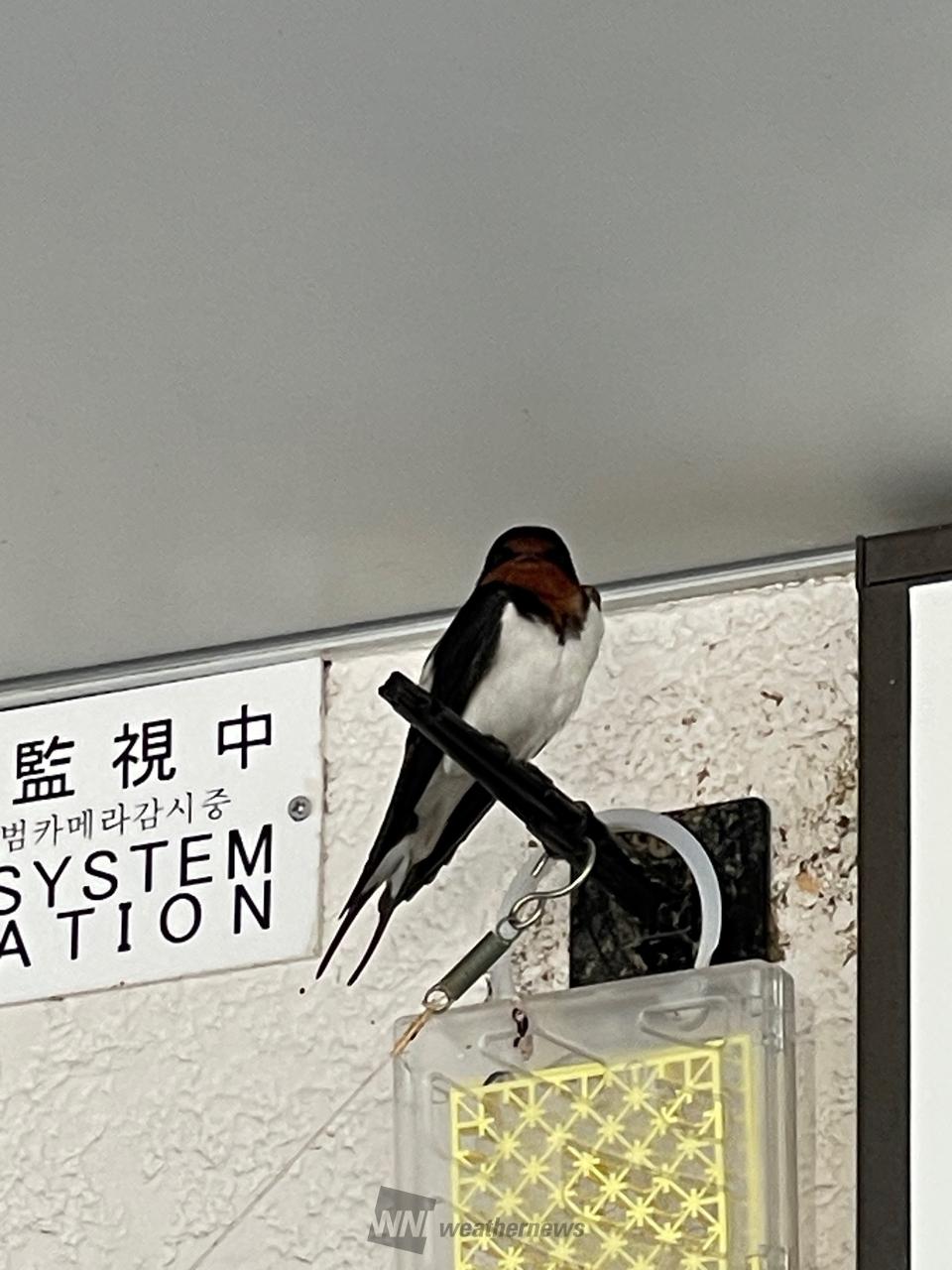 帰ってきたツバメちゃん 注目の空の写真 ウェザーニュース