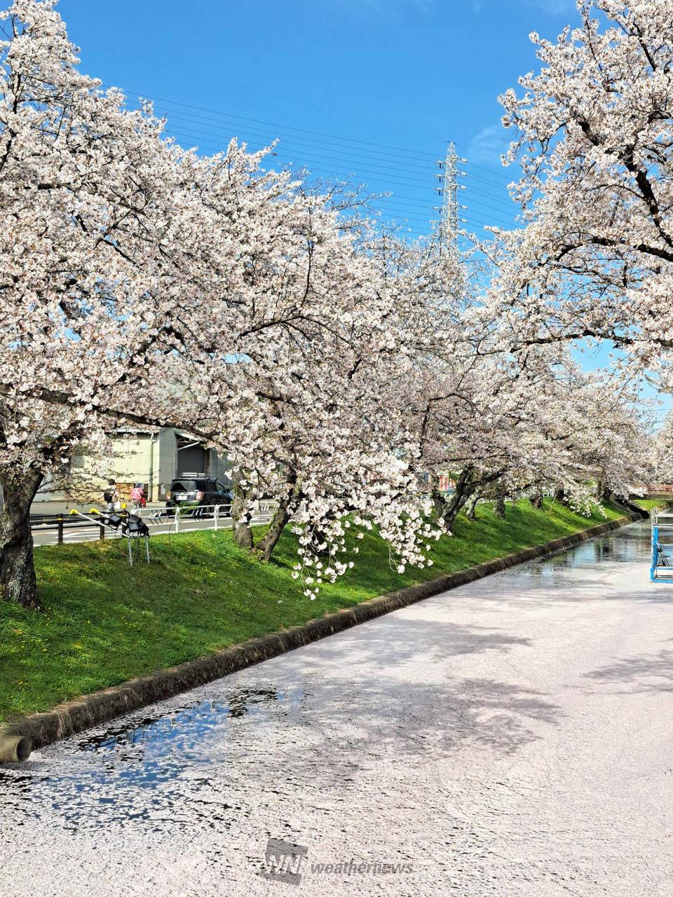 桜色に染まる花筏 注目の空の写真 ウェザーニュース