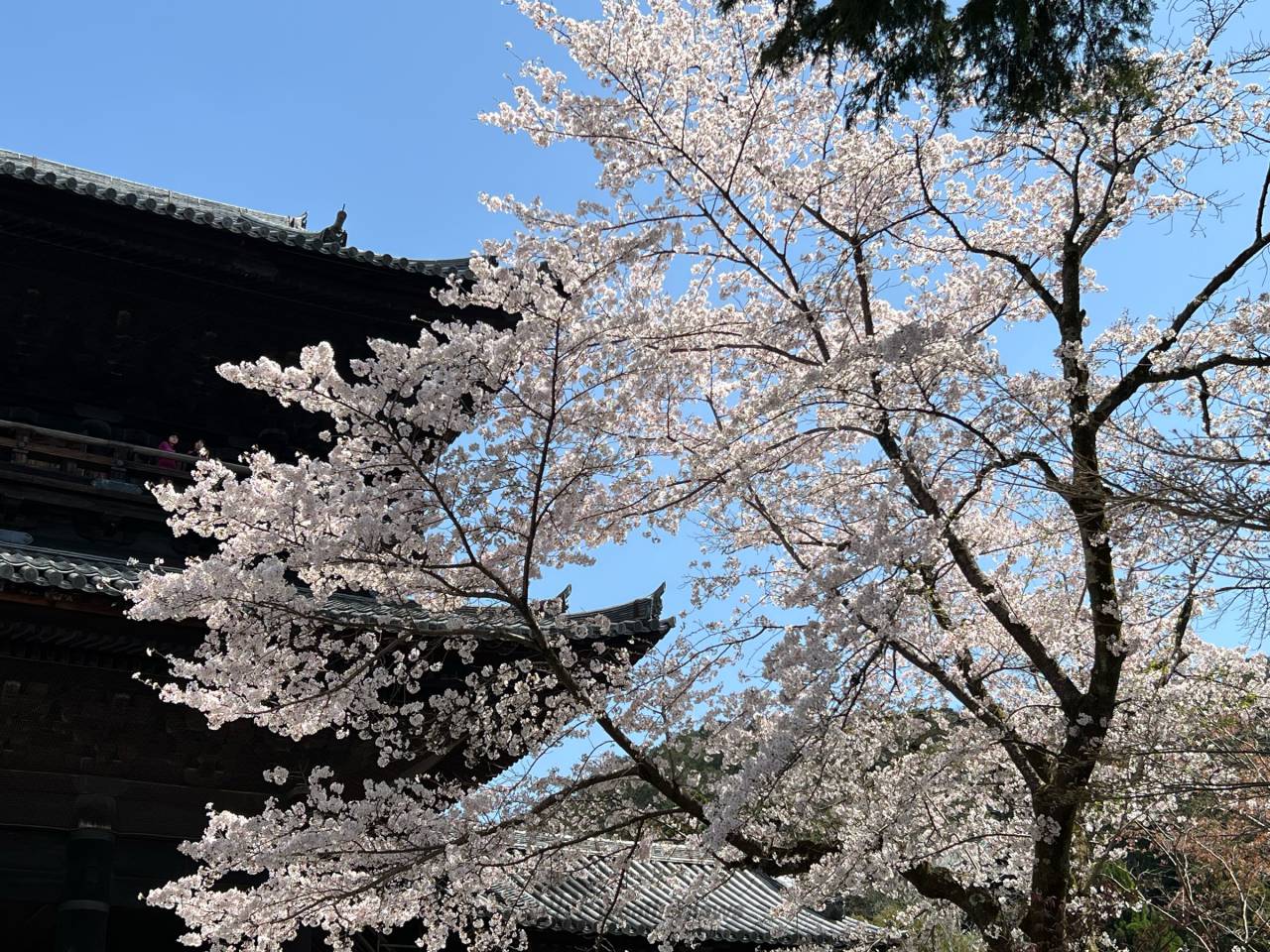 風情ある南禅寺山門...