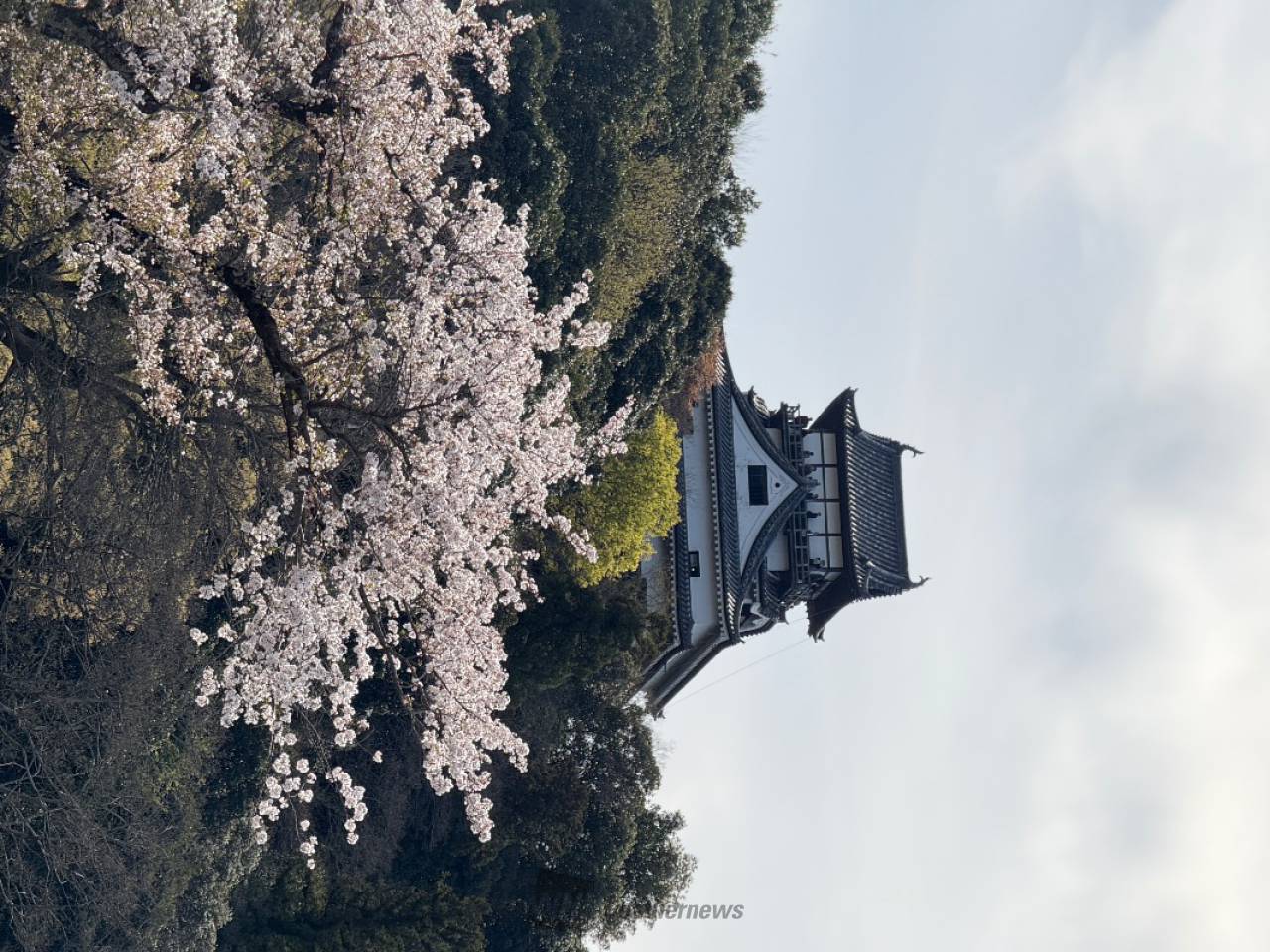 散り始めてますねー