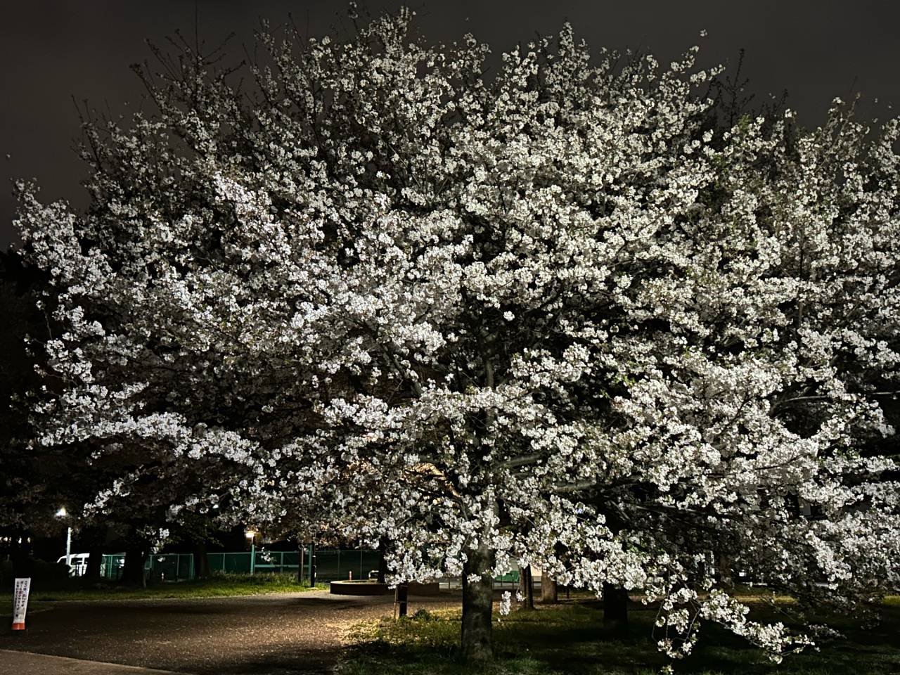 善福寺川公園の夜桜...