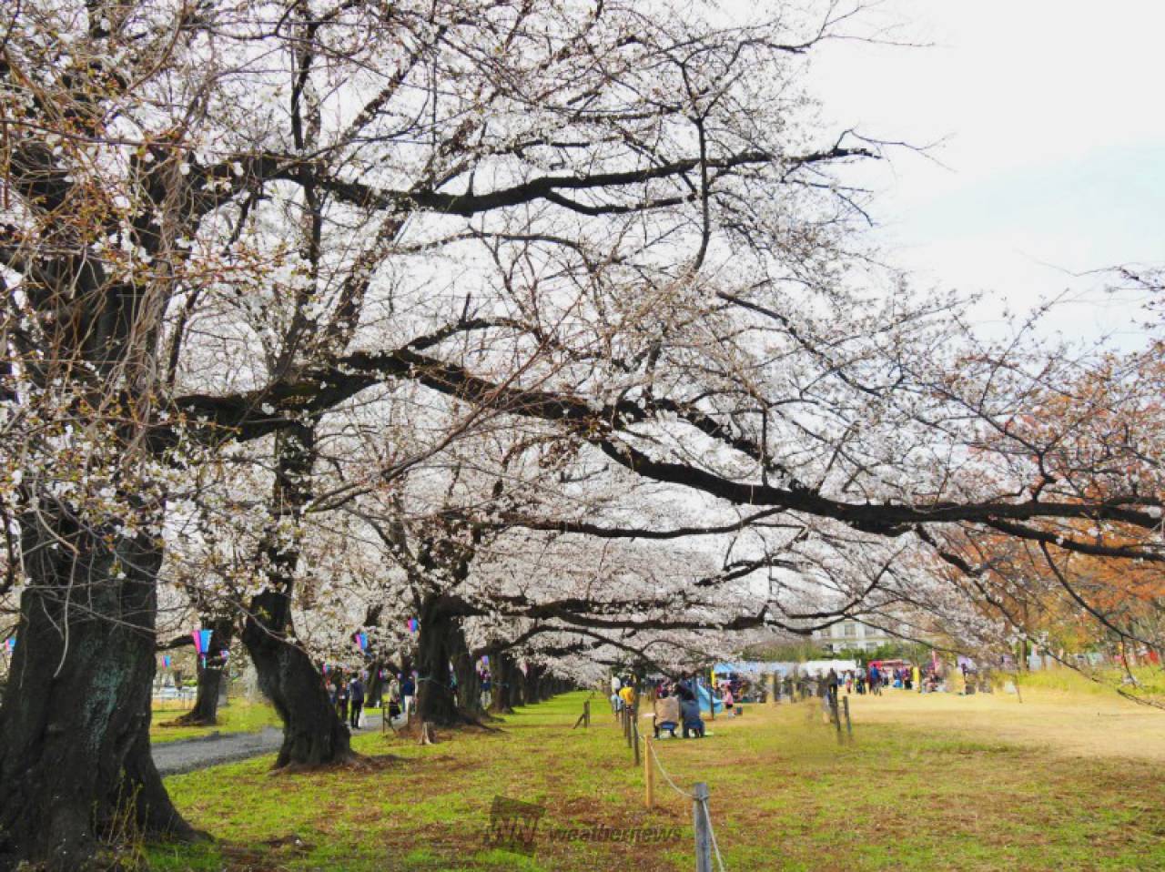 伊奈町・無線山桜並...