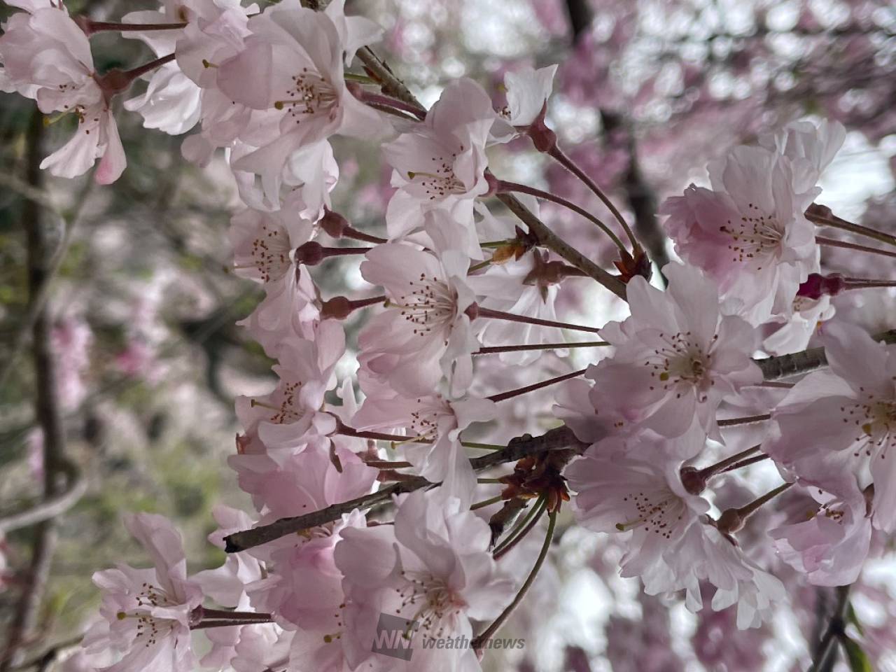 枝垂れ桜はまだ見頃...