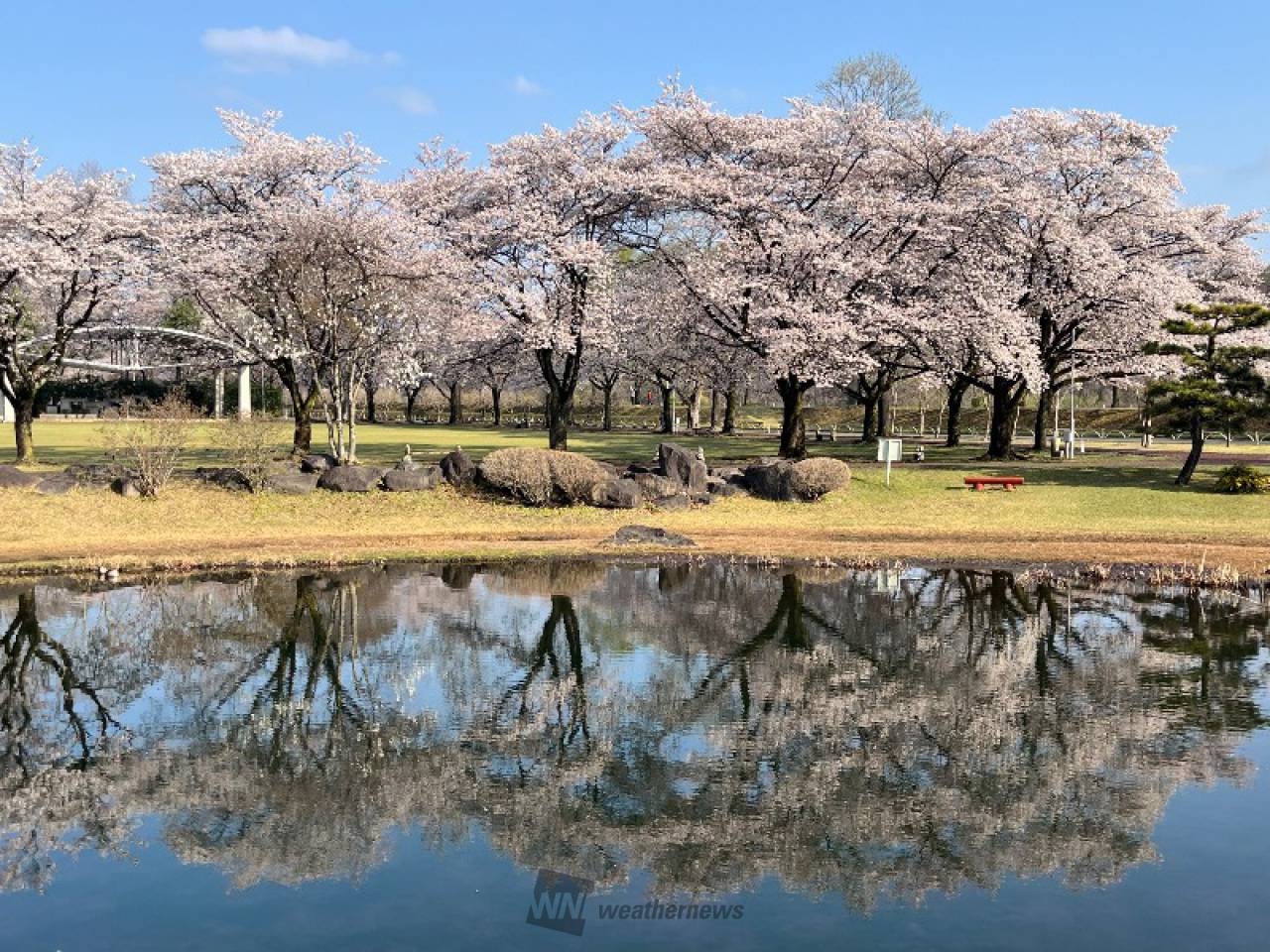 河川敷の桜、公園内...