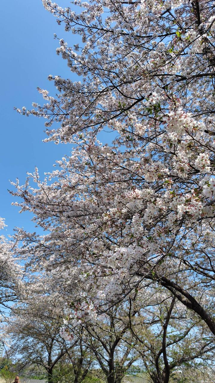 相模川桜土手満開...