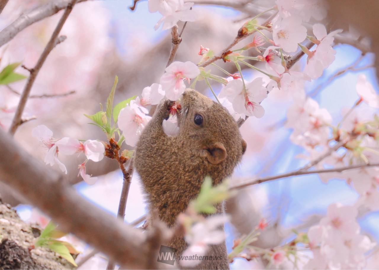 桜ﾓｸﾞﾓｸﾞ花散...