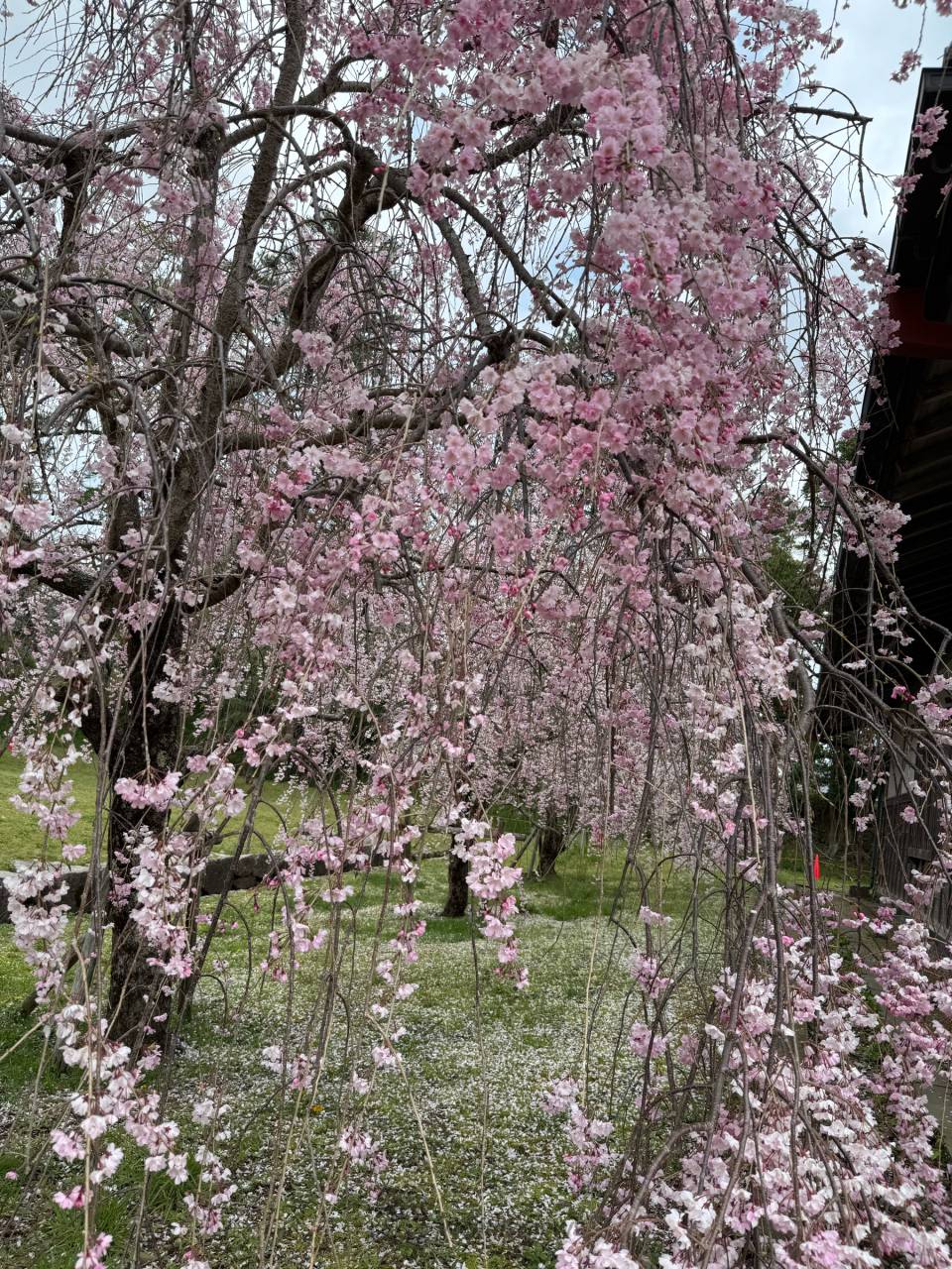 　城内のしられ桜