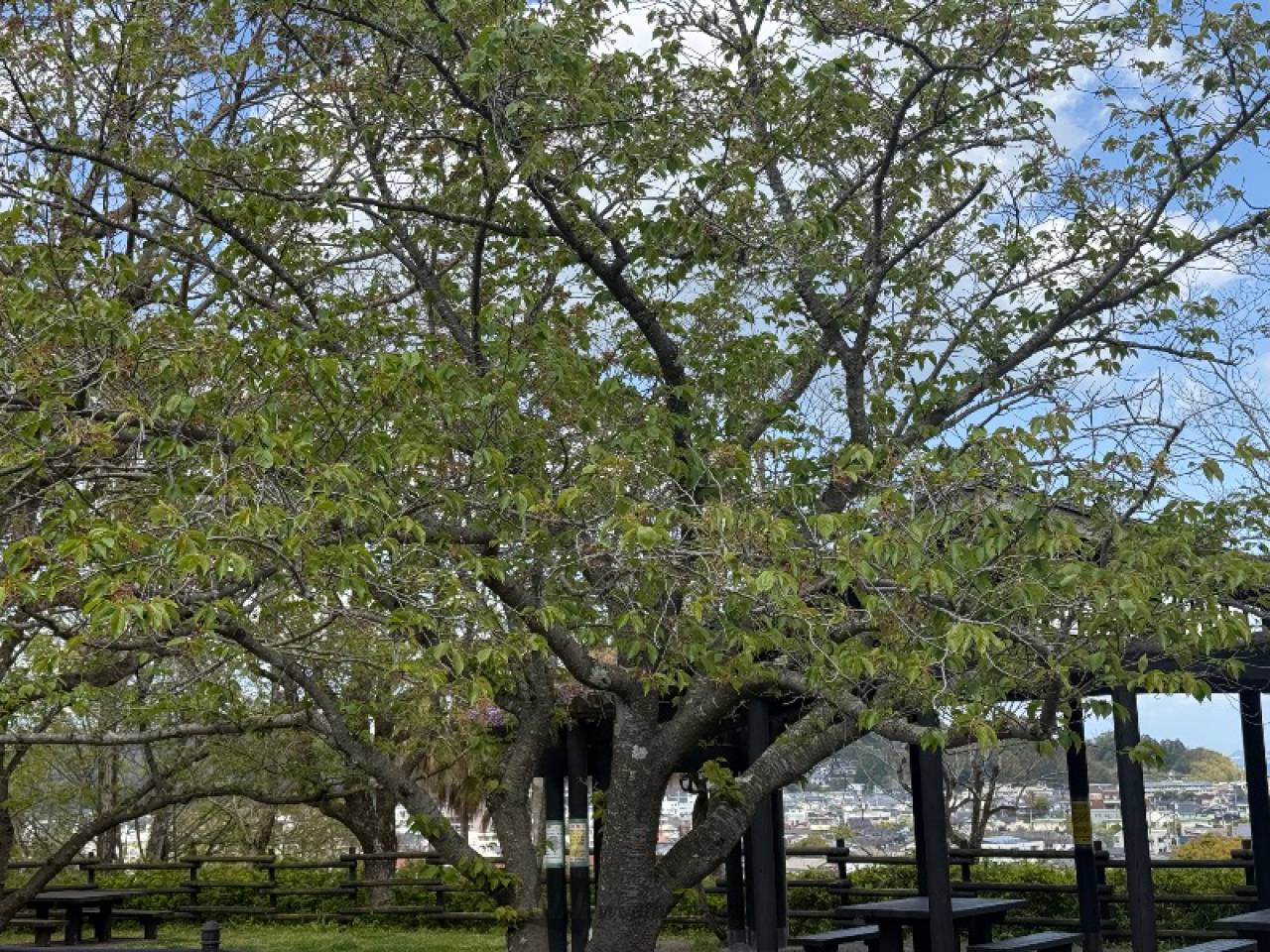 城山公園の桜もすっ...