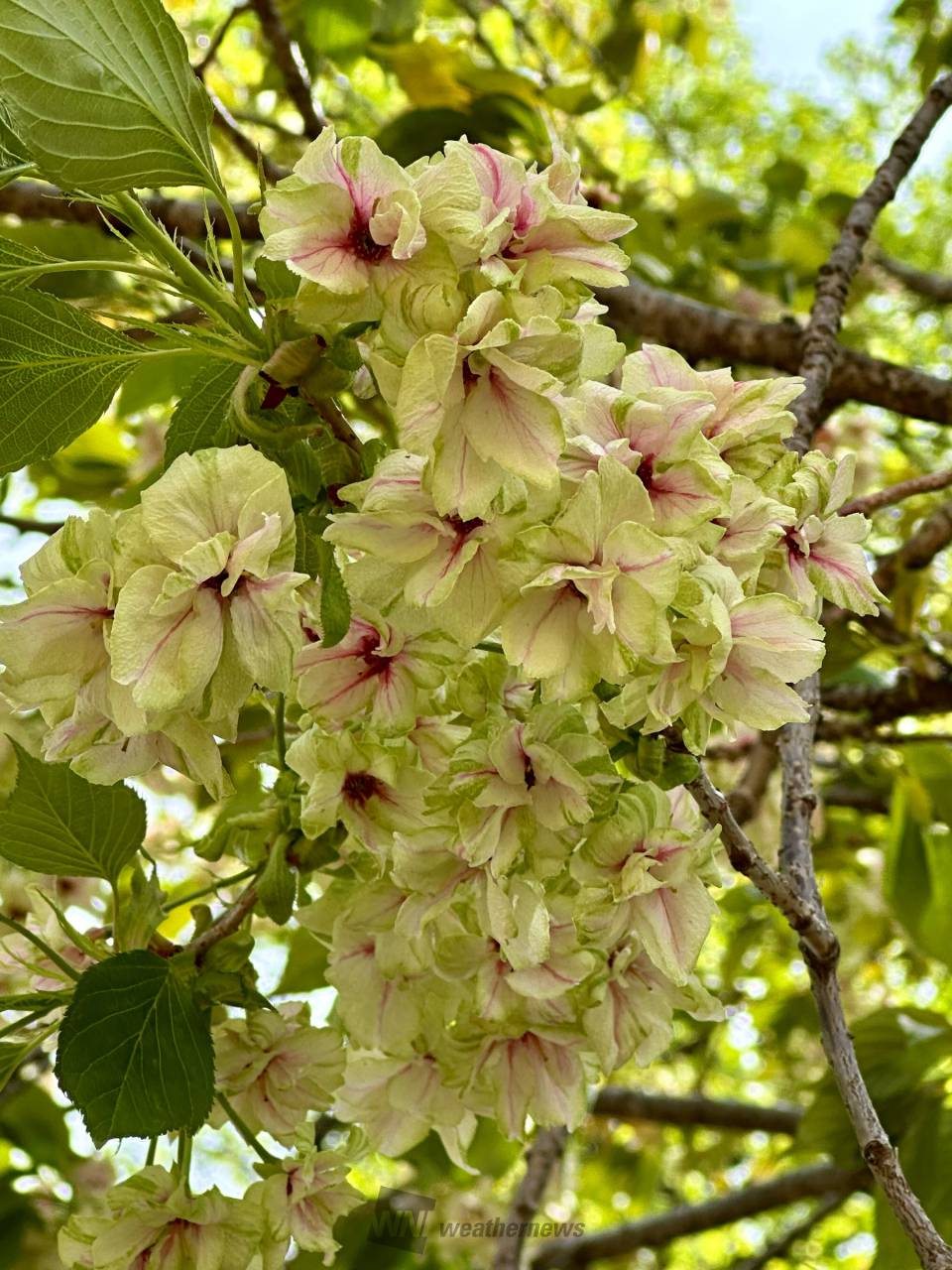 御衣黄〜満開見頃で...