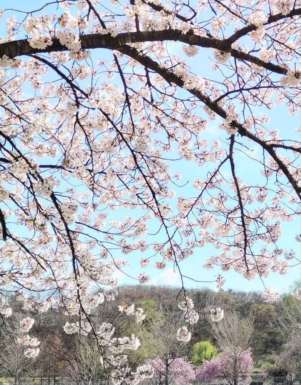 お花見リポート