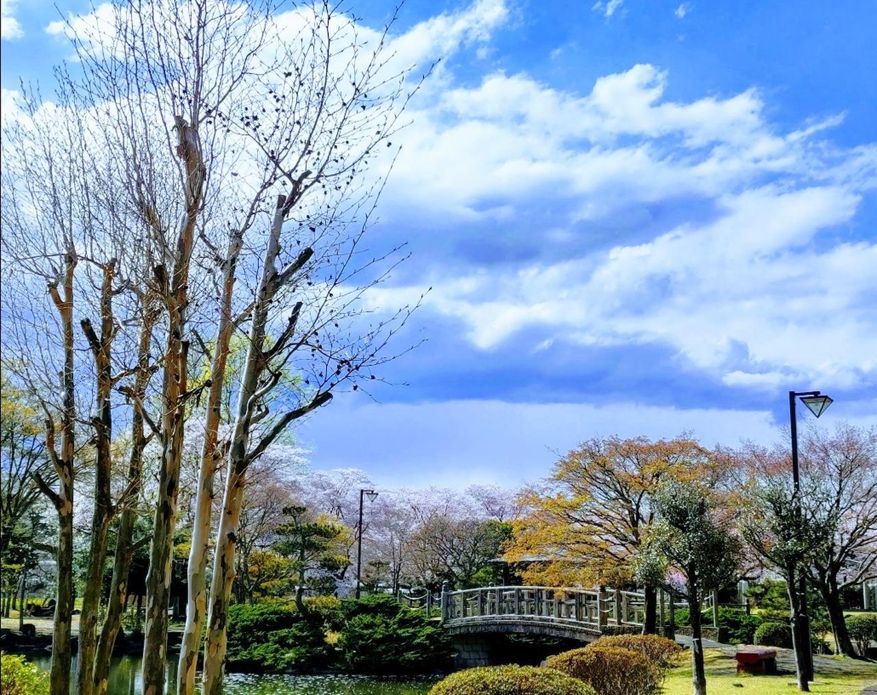 お花見リポート