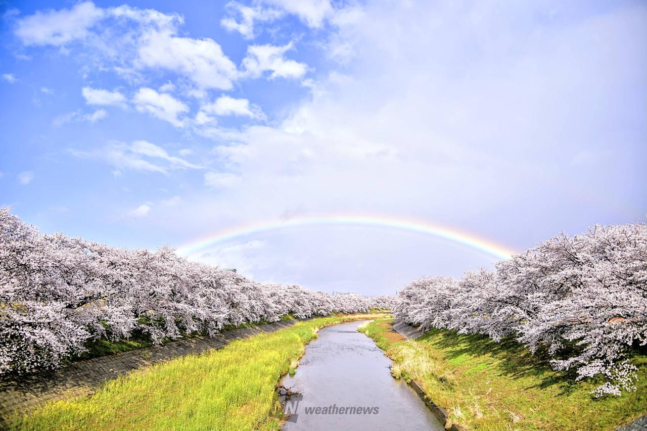 桜並木に虹の橋がか...