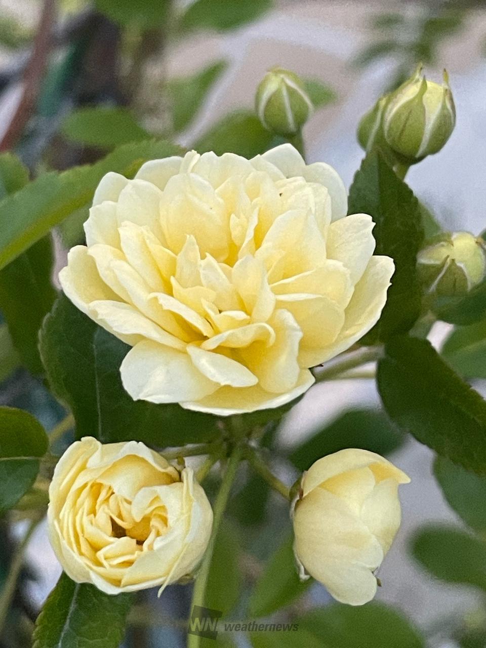 ベランダに置きっぱ...