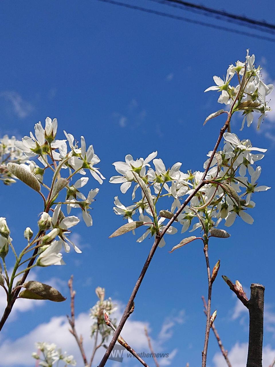 ジューンベリー  ...