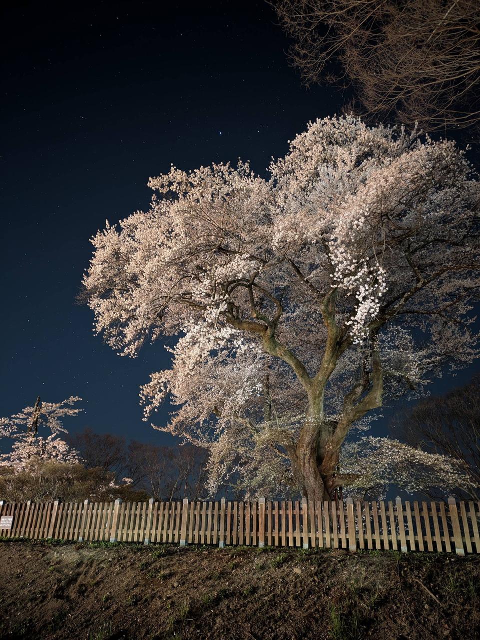 #桜絶景#夜桜沼...