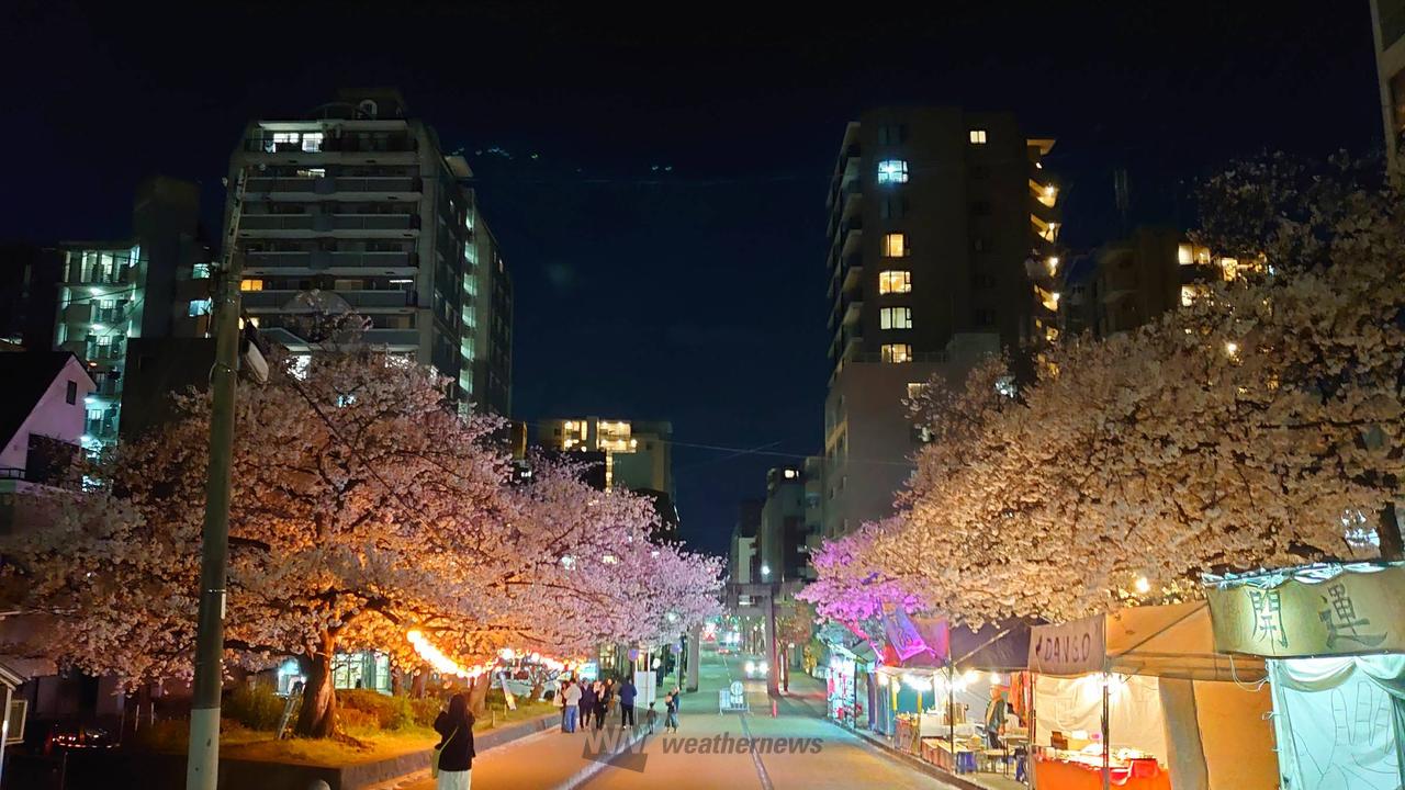 今月の初旬の夜桜見...