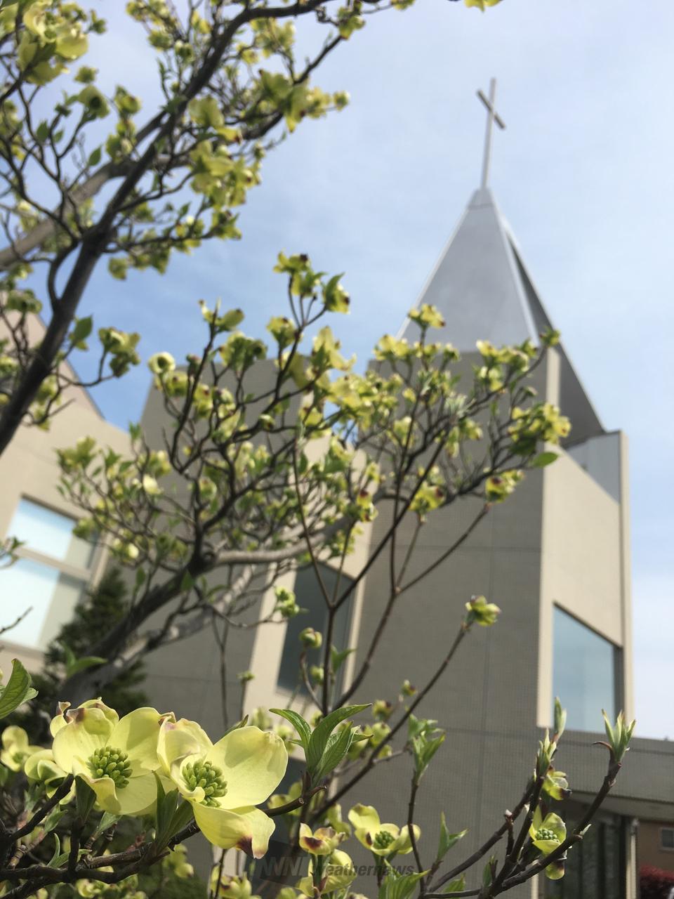 はなみずきの花...